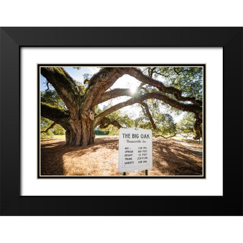 Big Oak 7 Black Modern Wood Framed Art Print with Double Matting by Malone, Will