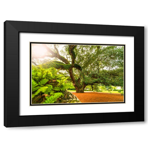 Big Oak 9 Black Modern Wood Framed Art Print with Double Matting by Malone, Will