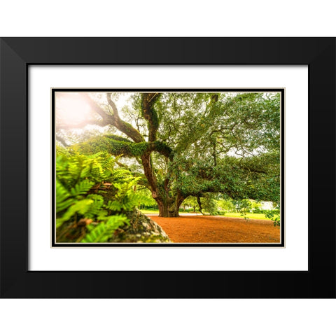 Big Oak 9 Black Modern Wood Framed Art Print with Double Matting by Malone, Will