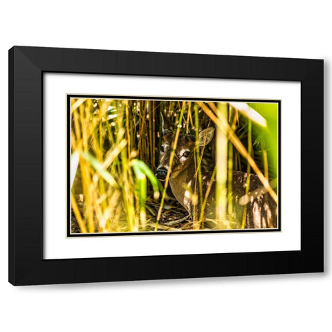 Deer at Rest Black Modern Wood Framed Art Print with Double Matting by Malone, Will