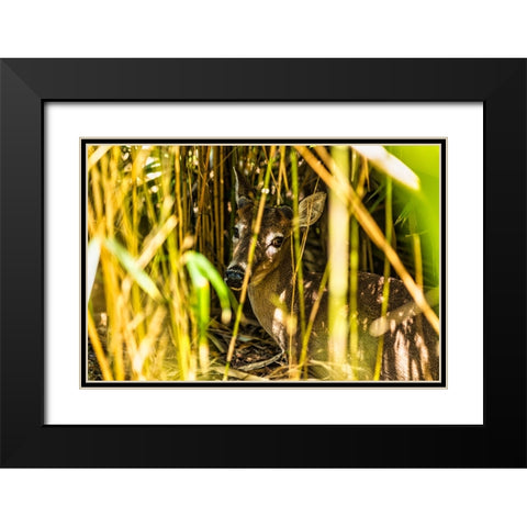 Deer at Rest Black Modern Wood Framed Art Print with Double Matting by Malone, Will