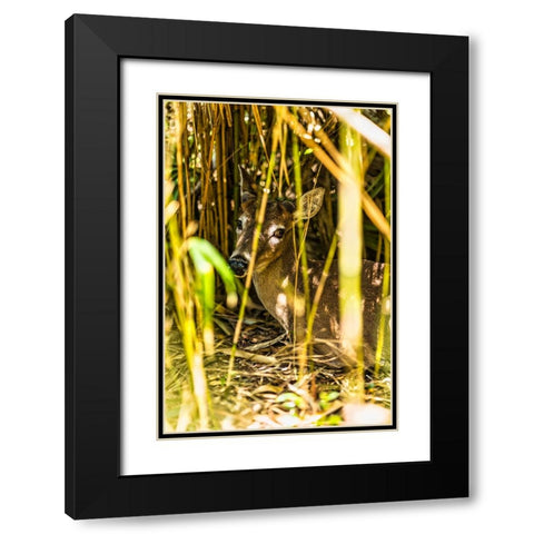 Deer at Rest Vertical Black Modern Wood Framed Art Print with Double Matting by Malone, Will