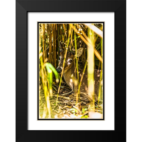 Deer at Rest Vertical Black Modern Wood Framed Art Print with Double Matting by Malone, Will