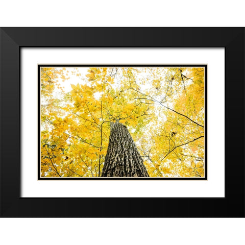 Yellow 2B Black Modern Wood Framed Art Print with Double Matting by Malone, Will