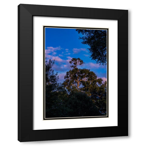 Tree Spotlight 2 Black Modern Wood Framed Art Print with Double Matting by Malone, Will