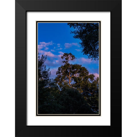 Tree Spotlight 2 Black Modern Wood Framed Art Print with Double Matting by Malone, Will
