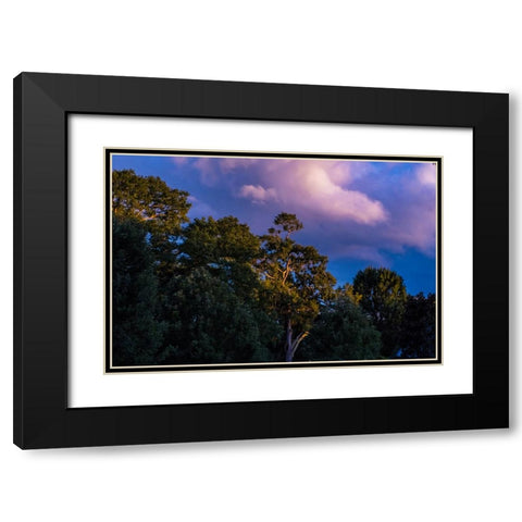 Tree Spotlight Black Modern Wood Framed Art Print with Double Matting by Malone, Will
