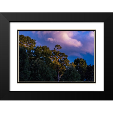 Tree Spotlight Black Modern Wood Framed Art Print with Double Matting by Malone, Will
