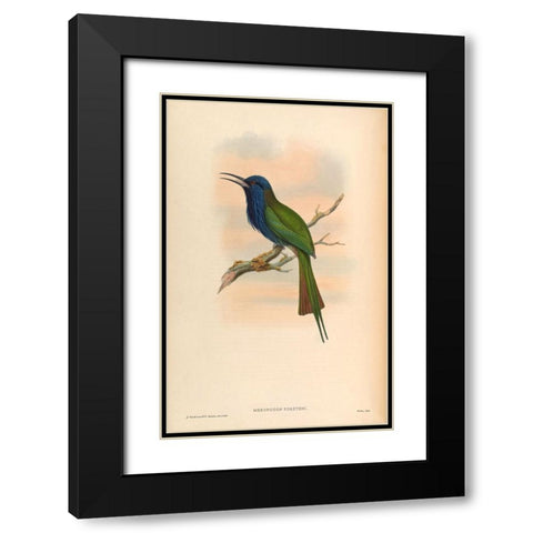 Moropogon Forsteni Black Modern Wood Framed Art Print with Double Matting by CAG