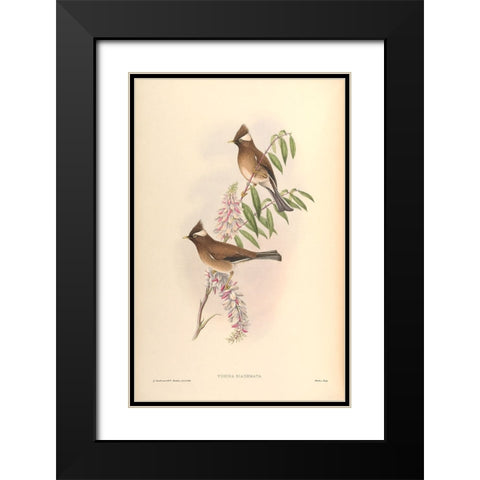 Yuhina Diademata Black Modern Wood Framed Art Print with Double Matting by CAG
