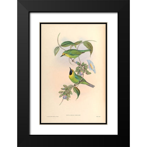 Phyllornis Jerdoni Black Modern Wood Framed Art Print with Double Matting by CAG