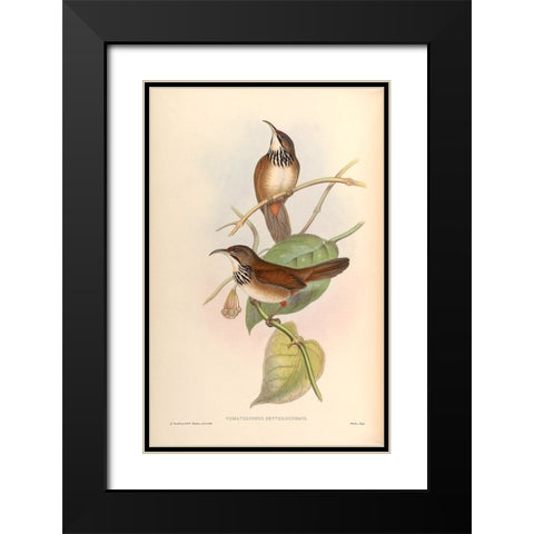 Pomatorhinus Erythrocnemis Black Modern Wood Framed Art Print with Double Matting by CAG