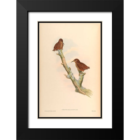 Rimator Malacoptilus Black Modern Wood Framed Art Print with Double Matting by CAG