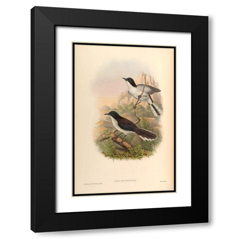 Sibia Melanoleuca Black Modern Wood Framed Art Print with Double Matting by CAG