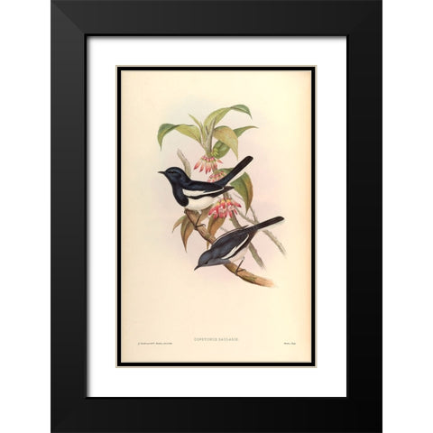 Copsychus Saularis Black Modern Wood Framed Art Print with Double Matting by CAG