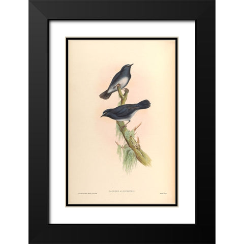 Callene Albiventris Black Modern Wood Framed Art Print with Double Matting by CAG
