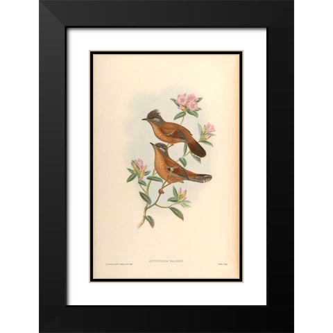 Actinodura Waldeni Black Modern Wood Framed Art Print with Double Matting by CAG