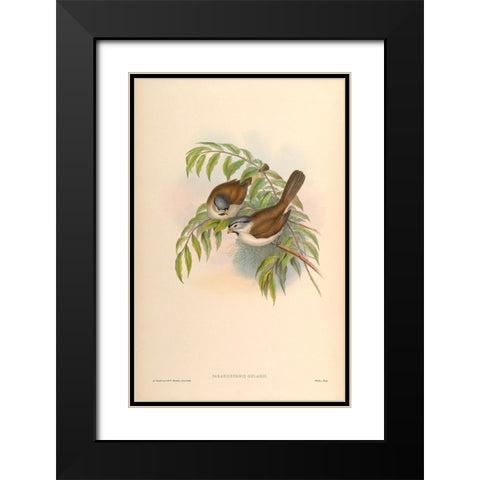 Paradoxornis Gularis Black Modern Wood Framed Art Print with Double Matting by CAG