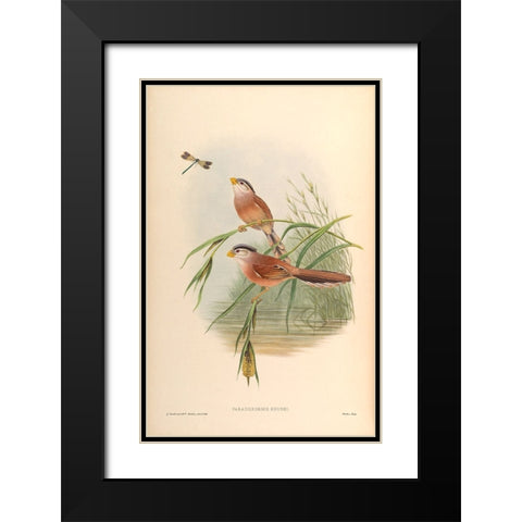 Paradoxornis Heudei Black Modern Wood Framed Art Print with Double Matting by CAG
