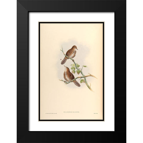 Pellorneum Palustre Black Modern Wood Framed Art Print with Double Matting by CAG