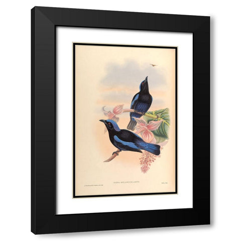 Irena Melanochlamys Black Modern Wood Framed Art Print with Double Matting by CAG