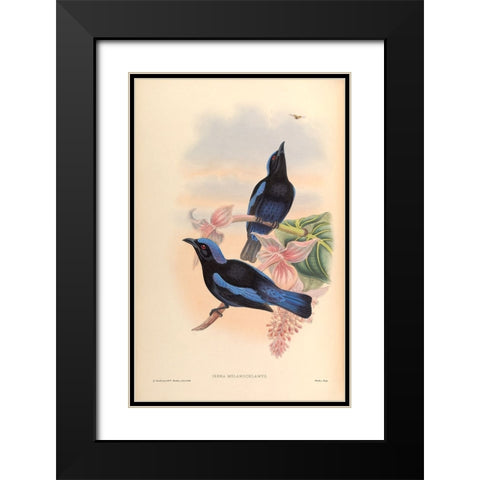 Irena Melanochlamys Black Modern Wood Framed Art Print with Double Matting by CAG