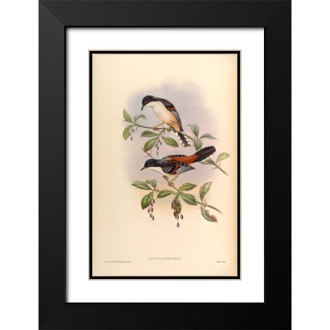 Lioptila Annectans Black Modern Wood Framed Art Print with Double Matting by CAG