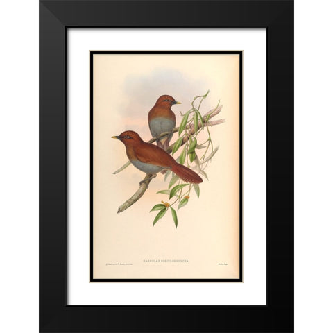 Garrulax Poecilorhyncha Black Modern Wood Framed Art Print with Double Matting by CAG