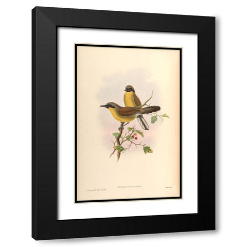 Garrulax Galbanus Black Modern Wood Framed Art Print with Double Matting by CAG