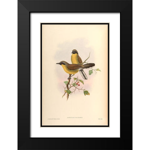 Garrulax Galbanus Black Modern Wood Framed Art Print with Double Matting by CAG
