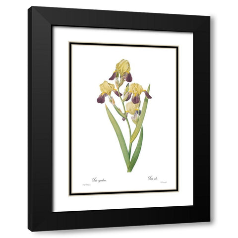 Iris squalens Black Modern Wood Framed Art Print with Double Matting by CAG