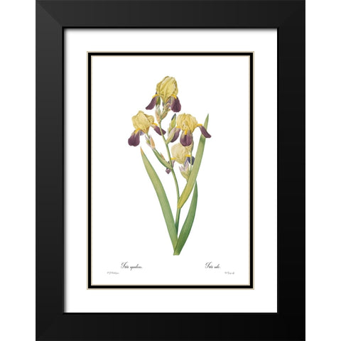 Iris squalens Black Modern Wood Framed Art Print with Double Matting by CAG