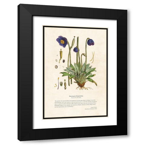 Himalayan Plants - Meconopsis simplicifolia Black Modern Wood Framed Art Print with Double Matting by CAG