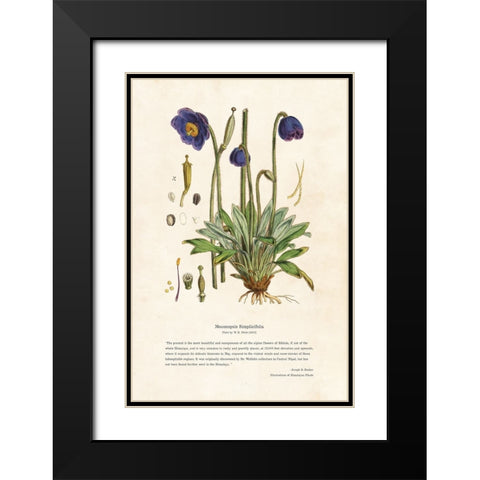Himalayan Plants - Meconopsis simplicifolia Black Modern Wood Framed Art Print with Double Matting by CAG