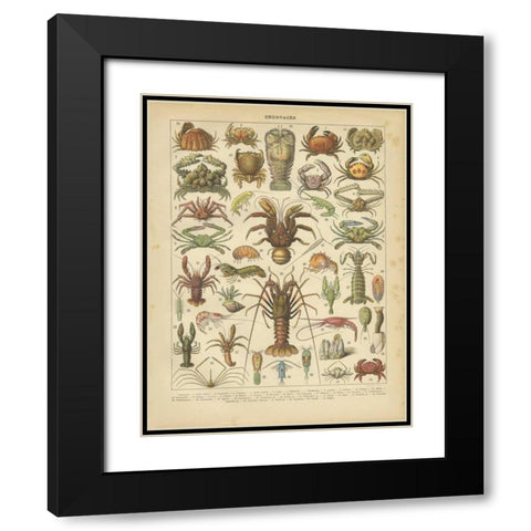 Crustaces Black Modern Wood Framed Art Print with Double Matting by Babbitt, Gwendolyn