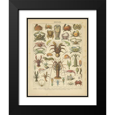 Crustaces Black Modern Wood Framed Art Print with Double Matting by Babbitt, Gwendolyn