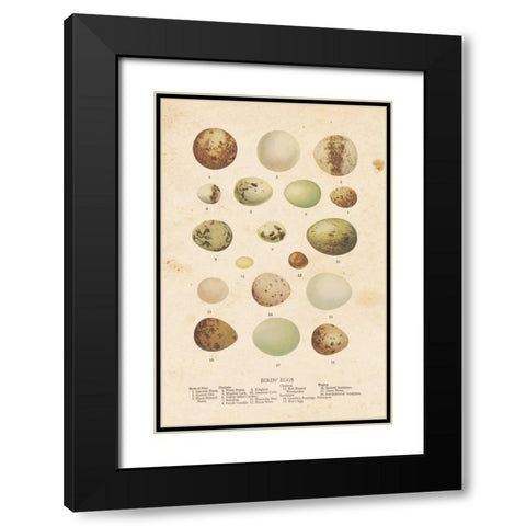 Birds Eggs II Black Modern Wood Framed Art Print with Double Matting by Babbitt, Gwendolyn