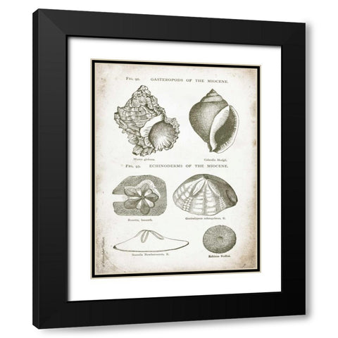 Vintage Shells I Black Modern Wood Framed Art Print with Double Matting by Babbitt, Gwendolyn