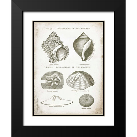 Vintage Shells I Black Modern Wood Framed Art Print with Double Matting by Babbitt, Gwendolyn