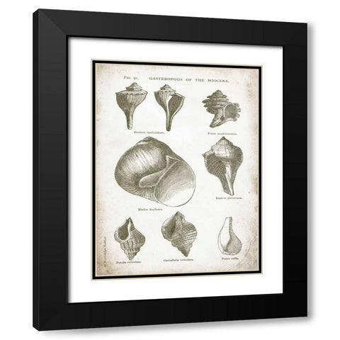 Vintage Shells II Black Modern Wood Framed Art Print with Double Matting by Babbitt, Gwendolyn