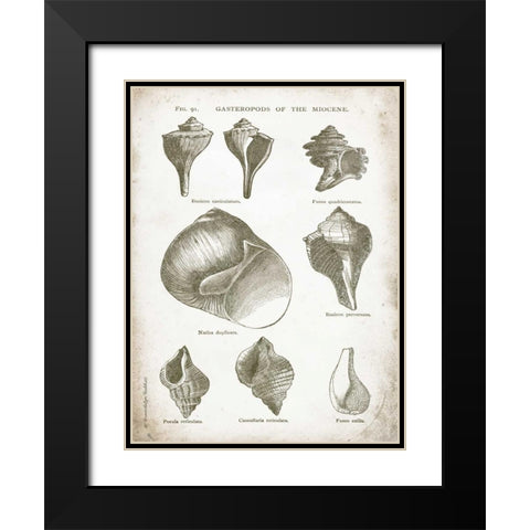 Vintage Shells II Black Modern Wood Framed Art Print with Double Matting by Babbitt, Gwendolyn
