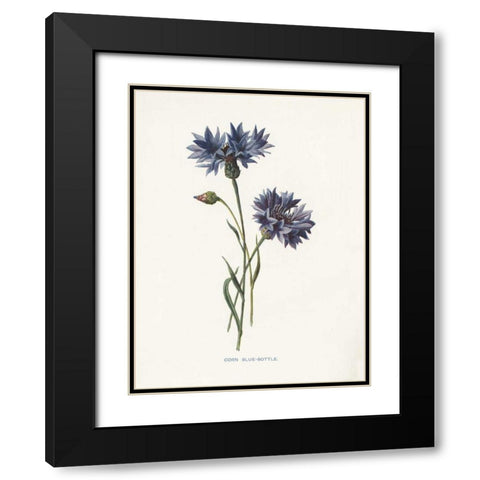 Corn Blue-Bottle Black Modern Wood Framed Art Print with Double Matting by Babbitt, Gwendolyn
