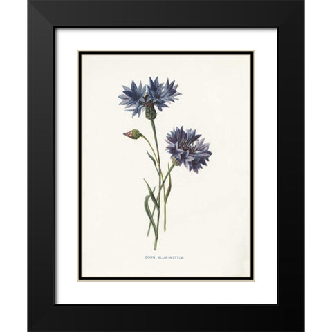 Corn Blue-Bottle Black Modern Wood Framed Art Print with Double Matting by Babbitt, Gwendolyn