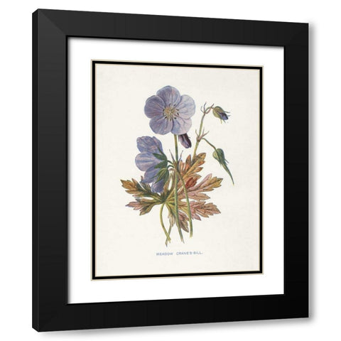 Meadow Cranes-Bill Black Modern Wood Framed Art Print with Double Matting by Babbitt, Gwendolyn