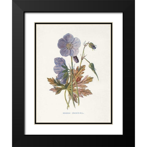Meadow Cranes-Bill Black Modern Wood Framed Art Print with Double Matting by Babbitt, Gwendolyn