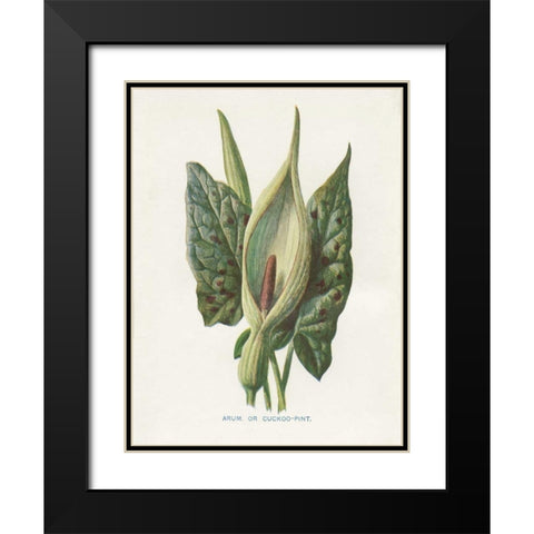 Green Arum Black Modern Wood Framed Art Print with Double Matting by Babbitt, Gwendolyn