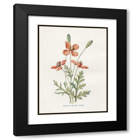 Prickly Headed Poppy Black Modern Wood Framed Art Print with Double Matting by Babbitt, Gwendolyn