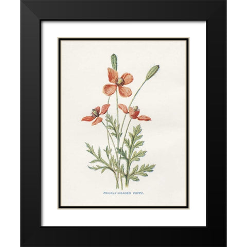 Prickly Headed Poppy Black Modern Wood Framed Art Print with Double Matting by Babbitt, Gwendolyn
