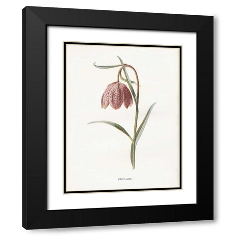 Fritillary Black Modern Wood Framed Art Print with Double Matting by Babbitt, Gwendolyn