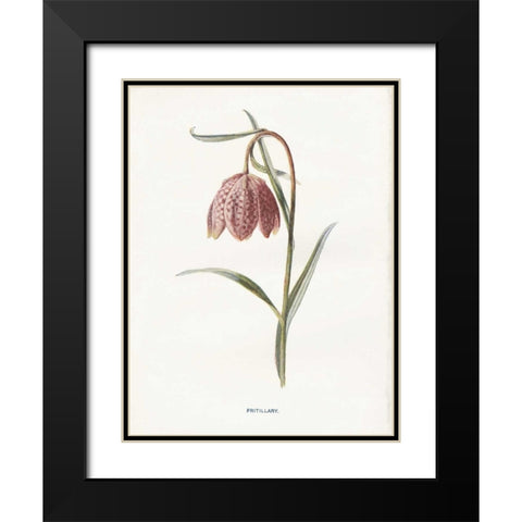 Fritillary Black Modern Wood Framed Art Print with Double Matting by Babbitt, Gwendolyn